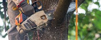 Best Firewood Processing and Delivery  in Pocola, OK